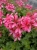 Pelargonia bluszczolistna - zwisająca BALCON PINK p7 10 szt.