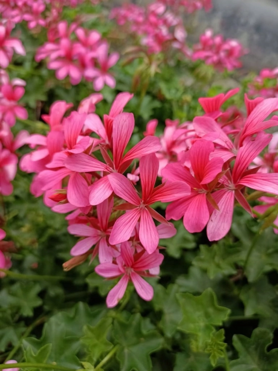 Pelargonia bluszczolistna - zwisająca BALCON PINK p7 10 szt.