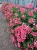 Pelargonia bluszczolistna - zwisająca BALCON PINK p7 10 szt.