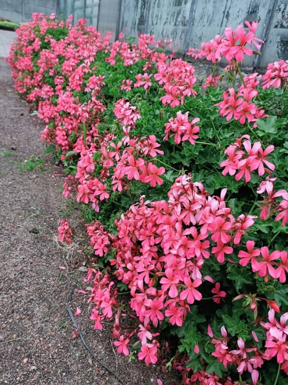 Pelargonia bluszczolistna - zwisająca BALCON PINK p7 10 szt.