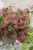 Pelargonia bluszczolistna - zwisająca BALCON PINK p7 10 szt.