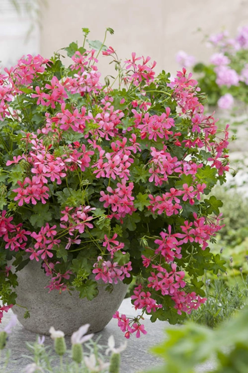Pelargonia bluszczolistna - zwisająca BALCON PINK p7 10 szt.