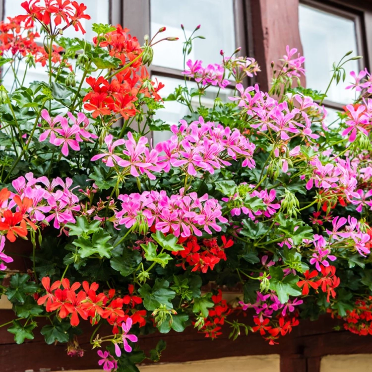 Pelargonia bluszczolistna - zwisająca BALCON PINK p7 10 szt.