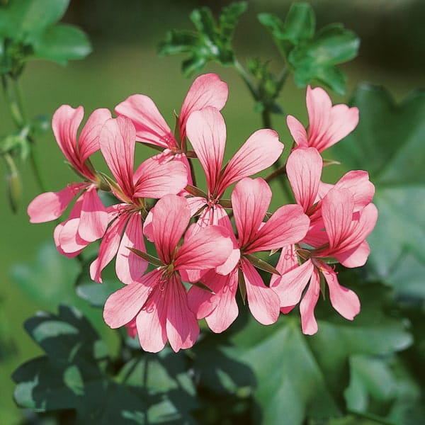 Pelargonia bluszczolistna - zwisająca BALCON PINK p7 10 szt.