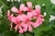 Pelargonia bluszczolistna - zwisająca BALCON PINK p7 10 szt.