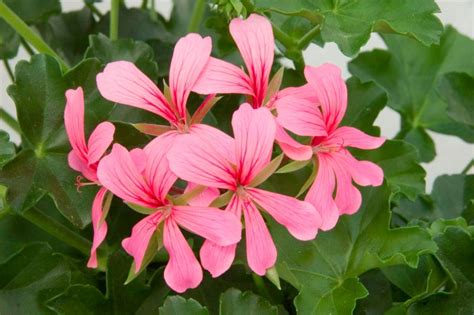 Pelargonia bluszczolistna - zwisająca BALCON PINK p7 10 szt.
