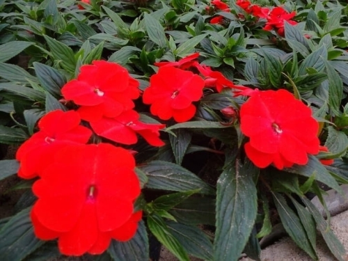 NIECIERPEK Orange Red p9