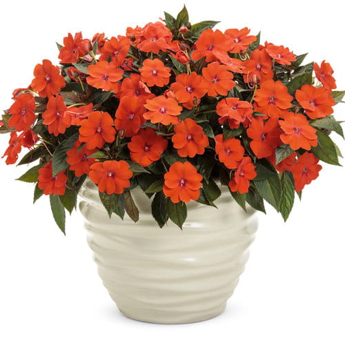 NIECIERPEK Orange Red p9
