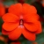 NIECIERPEK Orange Red p9