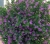 Kufea, Cuphea hyssopifolia Purple sadzonka p9