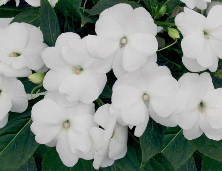 NIECIERPEK BIAŁY WHITE