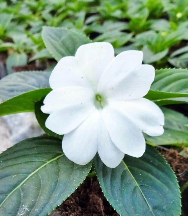 NIECIERPEK BIAŁY WHITE