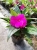 NIECIERPEK BISKUPI PURPLE BLUE