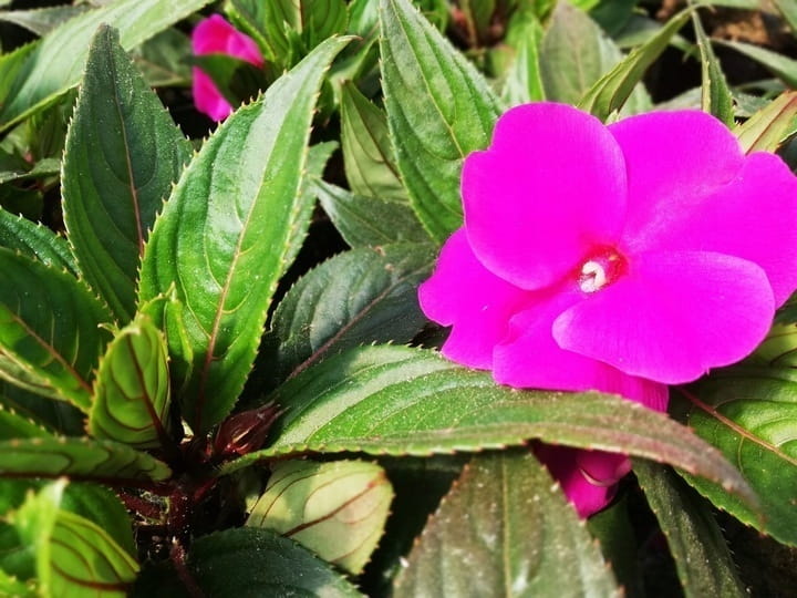 NIECIERPEK BISKUPI PURPLE BLUE