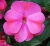 NIECIERPEK MAGENTA RED FLAME