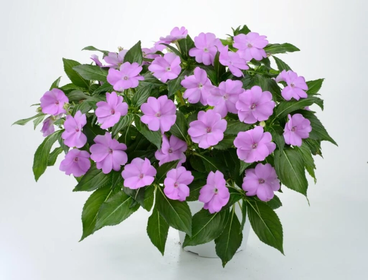 NIECIERPEK LAVENDER