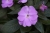 NIECIERPEK LAVENDER