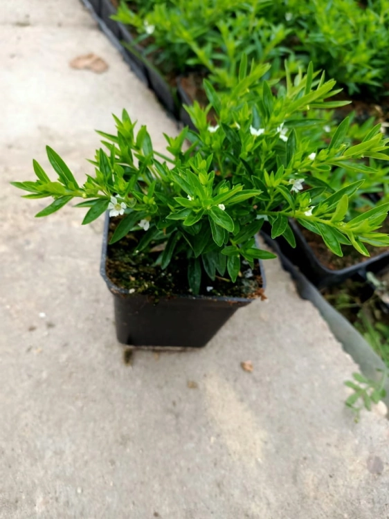 Biała Kufea, Cuphea hyssopifolia White