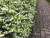 Biała Kufea, Cuphea hyssopifolia White