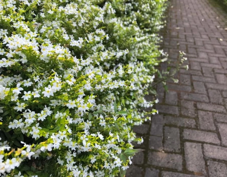 Biała Kufea, Cuphea hyssopifolia White