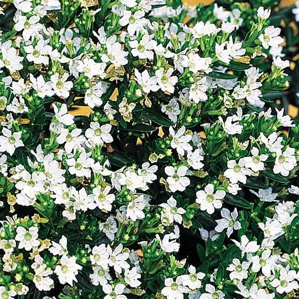 Biała Kufea, Cuphea hyssopifolia White