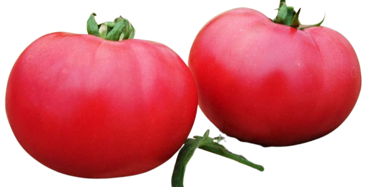 Pomidor ROSAMUNDA F1 malinowy