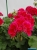 Pelargonia Calliope Red Splash p9