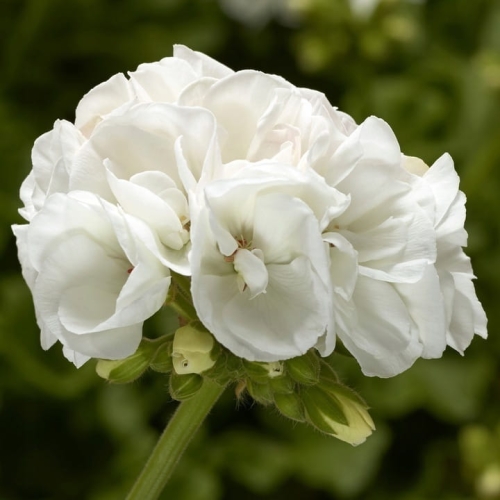 Pelargonia Calliope WHITE p9