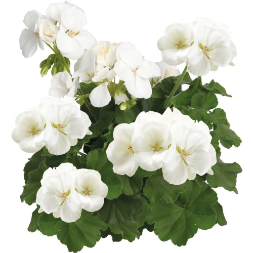Pelargonia Calliope WHITE p9