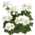 Pelargonia Calliope WHITE p9