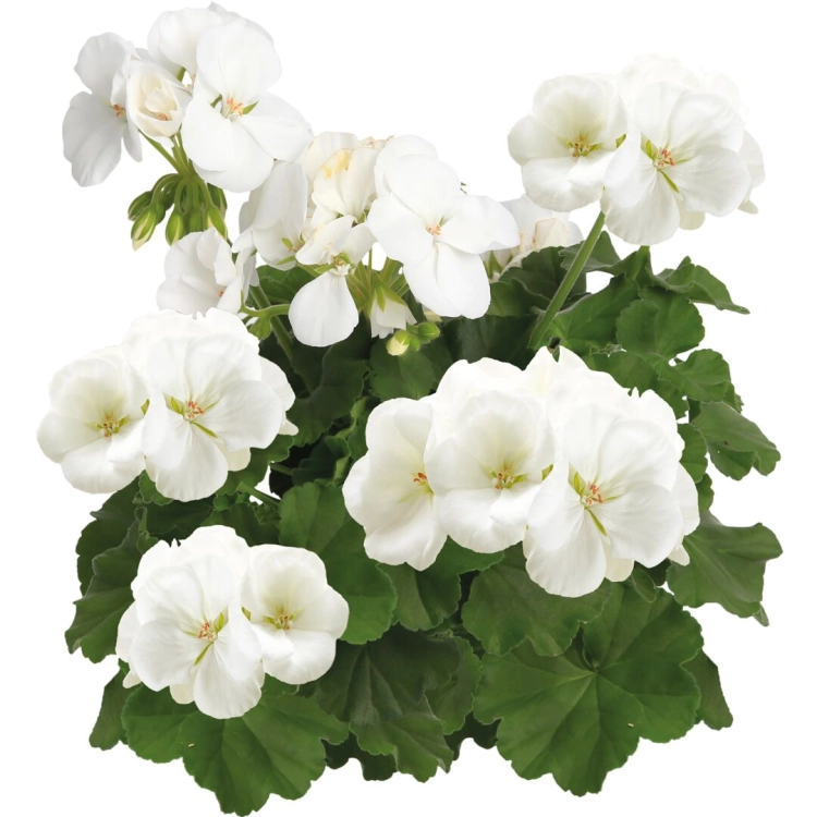 Pelargonia Calliope WHITE p9