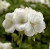Pelargonia Calliope WHITE p9