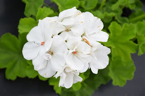 Pelargonia Calliope WHITE p9