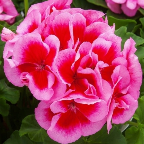 Pelargonia Calliope ROSE SPLASH p9