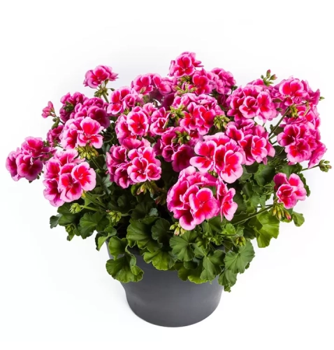 Pelargonia Calliope ROSE SPLASH p9