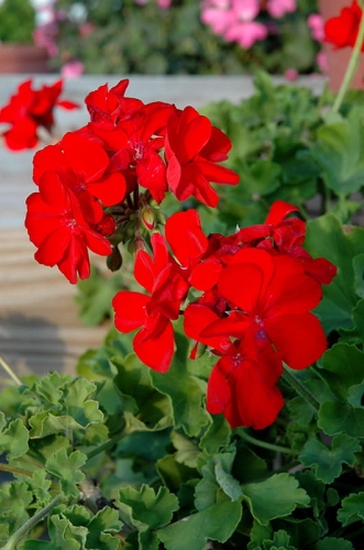 Pelargonia Calliope Landscape Fire P9
