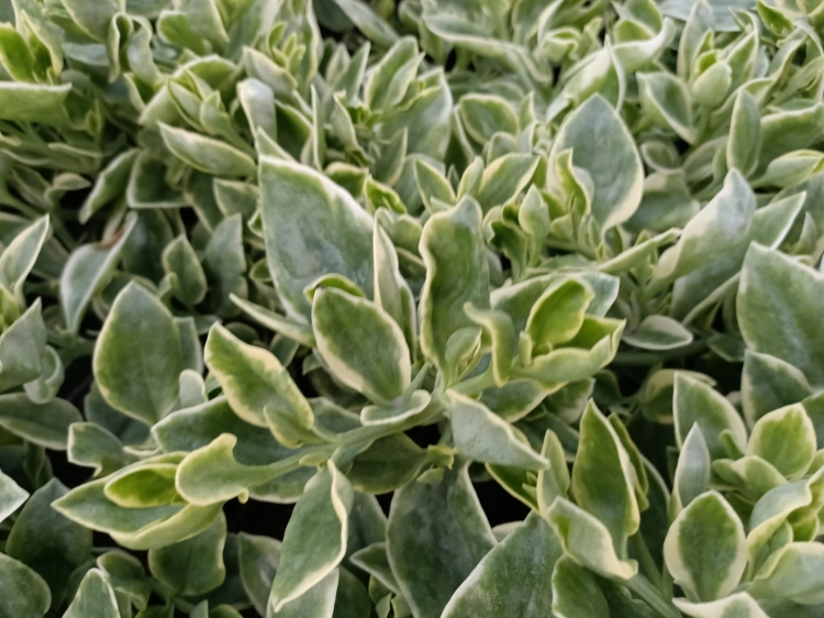 Aptenia sercolistna