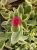 Aptenia sercolistna