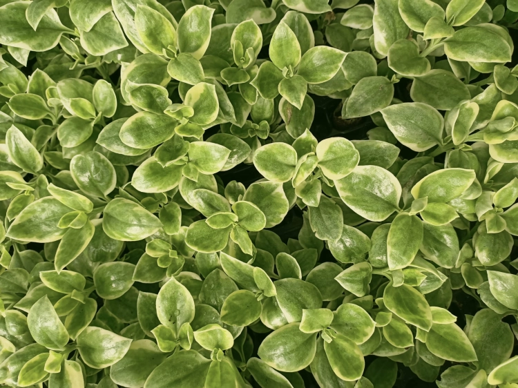 Aptenia sercolistna