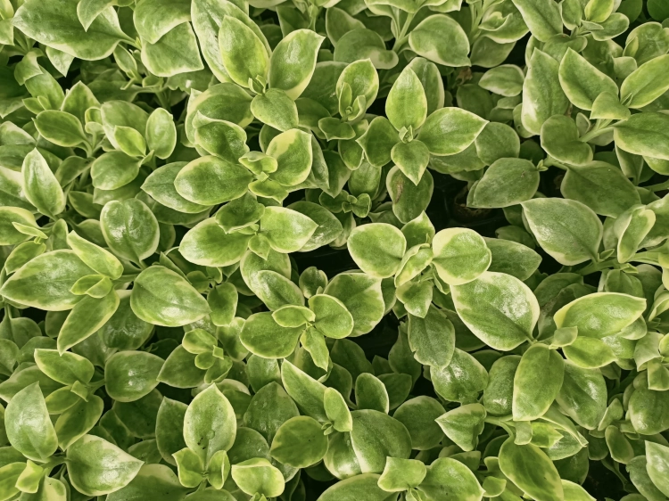 Aptenia sercolistna