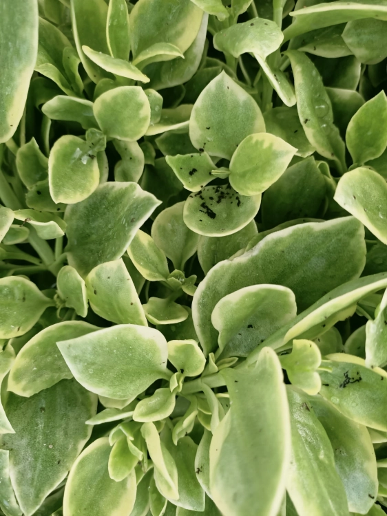 Aptenia sercolistna