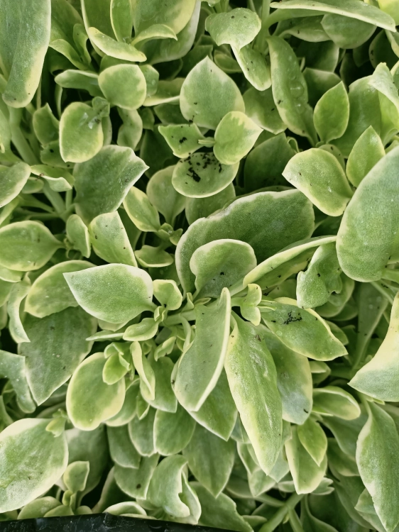 Aptenia sercolistna