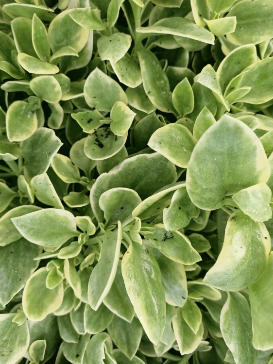 Aptenia sercolistna