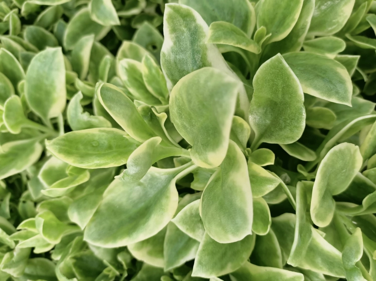 Aptenia sercolistna