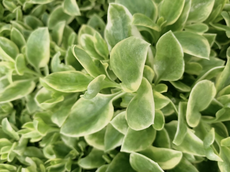 Aptenia sercolistna