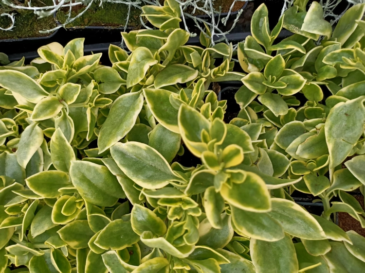 Aptenia sercolistna
