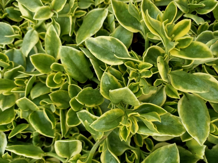 Aptenia sercolistna
