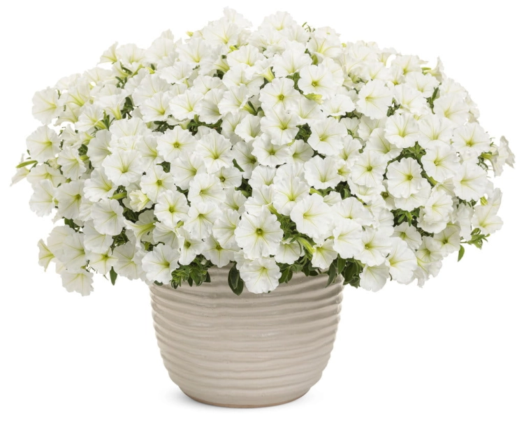 Supertunia VISTA SNOWDRIFT p7 sadzonka