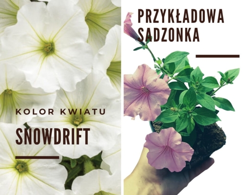 Supertunia VISTA SNOWDRIFT p7 sadzonka