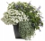 Supertunia VISTA SNOWDRIFT p7 sadzonka